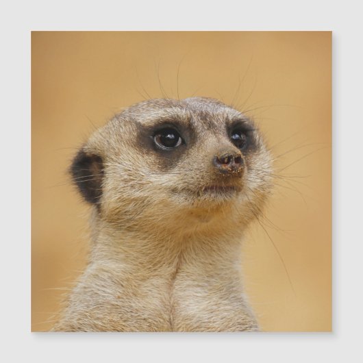 Carte Magnétique Meerkat 020 (Devant)