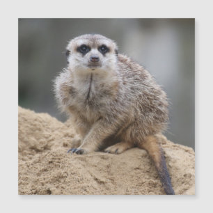 Carte Magnétique Meerkat 021