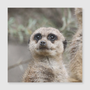 Carte Magnétique Meerkat 021 par JAMFoto
