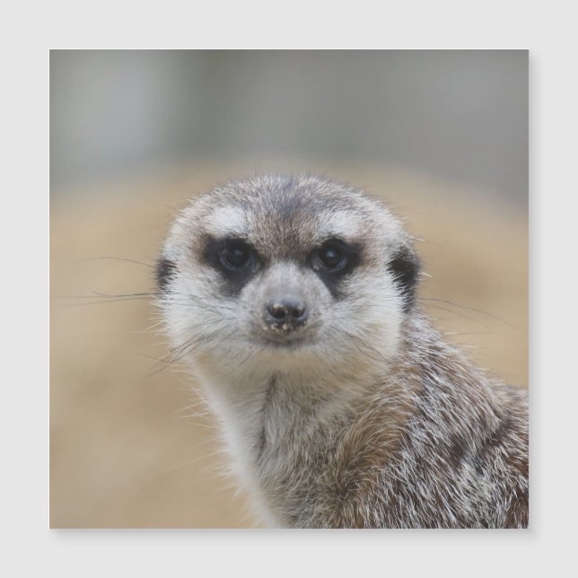 Carte Magnétique Meerkat 022 (Devant)