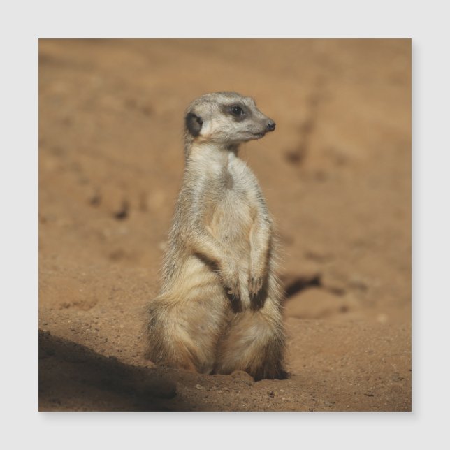 Carte Magnétique Meerkat 027 (Devant)