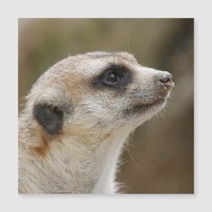 Carte Magnétique Meerkat 028