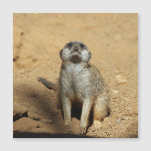 Carte Magnétique Meerkat 031