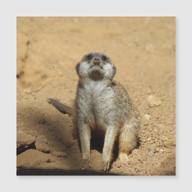 Carte Magnétique Meerkat 031 (Devant)