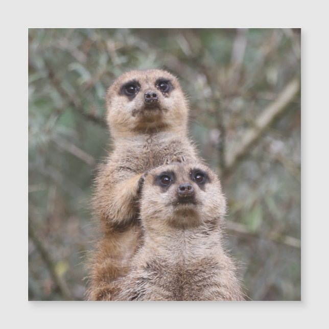 Carte Magnétique Meerkat 035 (Devant)