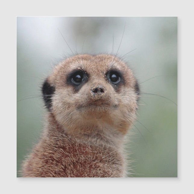 Carte Magnétique Meerkat 036 (Devant)
