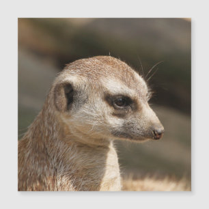 Carte Magnétique Meerkat 048