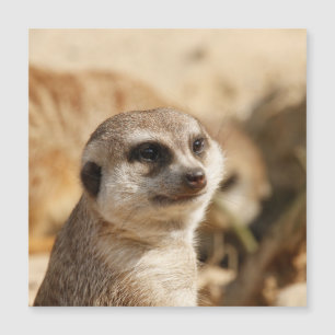 Carte Magnétique Meerkat 052