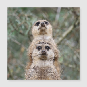 Carte Magnétique Meerkat 081