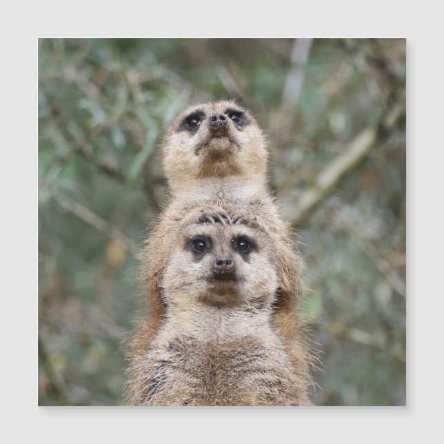 Carte Magnétique Meerkat 081 (Devant)