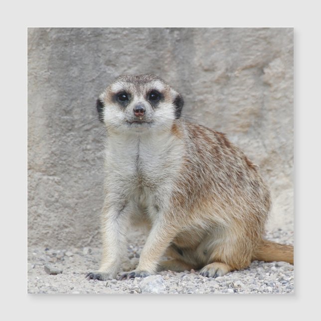 Carte Magnétique Meerkat 134 (Devant)