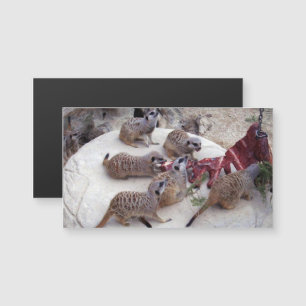 Carte Magnétique Meerkats Carnivores Avec Des Crevettes Pour Thé,