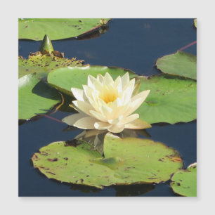 Carte Magnétique Merveilleux nénuphar jaune