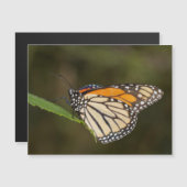 Carte Magnétique Monarque perché sur une feuille (Devant / Derrière)