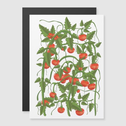 Carte Magnétique Motif Tomates (Devant / Derrière)