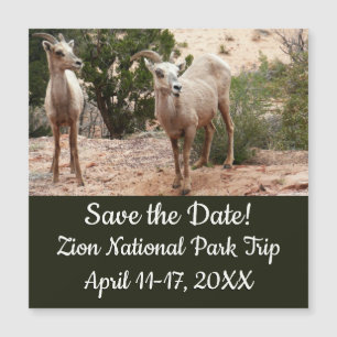 Carte Magnétique Mouflons drôles à Zion National Park