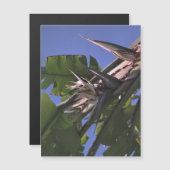 Carte Magnétique Oiseau blanc du paradis - Aimant photo flexible (Devant / Derrière)