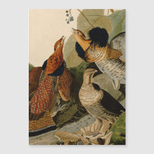 Carte Magnétique Oiseau de gibier Audubon