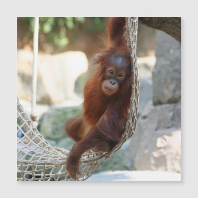 Carte Magnétique OrangUtan 001 (Devant)