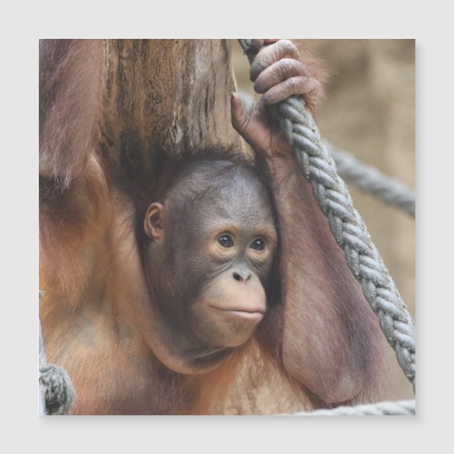 Carte Magnétique OrangUtan 002 (Devant)