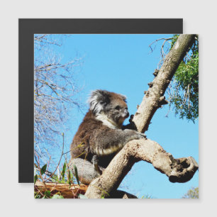 Carte Magnétique Ours De Koala Dans L'Ancien Pin,