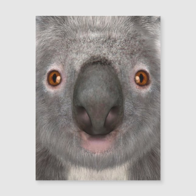 Carte Magnétique Ours koala (Devant)