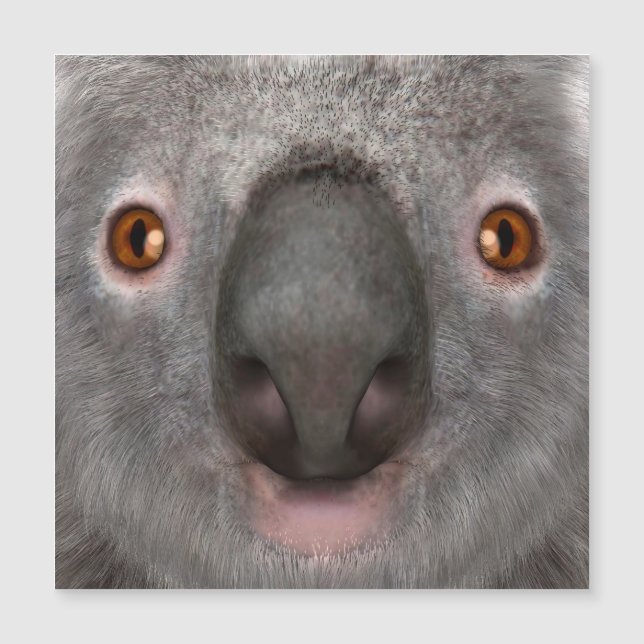 Carte Magnétique Ours koala (Devant)