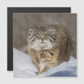 Carte Magnétique Pallas Chat dans la neige (Devant / Derrière)