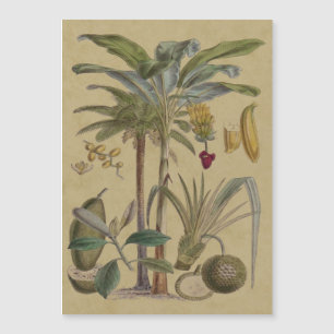 Carte Magnétique Palm Antique Fruit Tropical Art Botanique