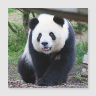 Carte Magnétique Panda_20190301_by_JAMFoto