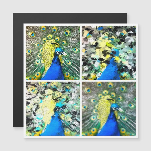 Carte magnétique Peacock Art (Devant / Derrière)