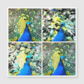 Carte magnétique Peacock Art (Devant)