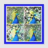 Carte magnétique Peacock Art (Devant)