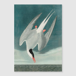 Carte Magnétique Peinture de faune d'oiseau de Stern d'Arctique Aud