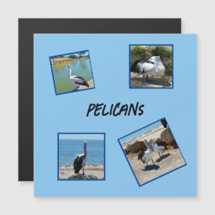 Carte Magnétique Pelicans Le Monde Le Plus Froid Oiseau Quatre Cadr