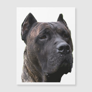 Carte Magnétique perro de pressa.png
