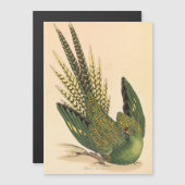 Carte Magnétique Perroquet terrestre de James Sowerby, Psittacus te (Devant / Derrière)