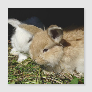 Carte Magnétique Petit lapin moelleux