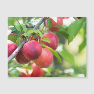 Carte Magnétique Plum cerise sur branche