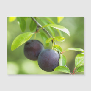 Carte Magnétique Plum cerise sur branche