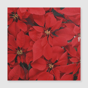 Carte Magnétique Poinsettias pour Noël