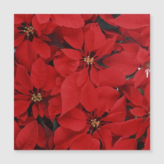Carte Magnétique Poinsettias pour Noël (Devant)