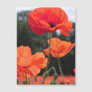 Carte Magnétique Poppy Field, beautiful blooms,