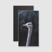 Carte Magnétique portrait d'autruche (Devant / Derrière)