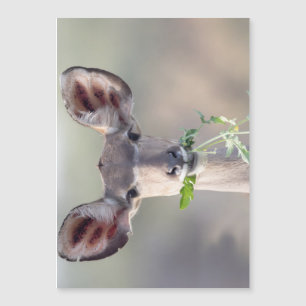 Carte Magnétique Portrait de Kudu