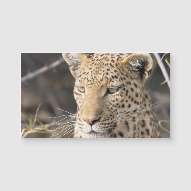 Carte Magnétique Portrait de Léopard (Devant)