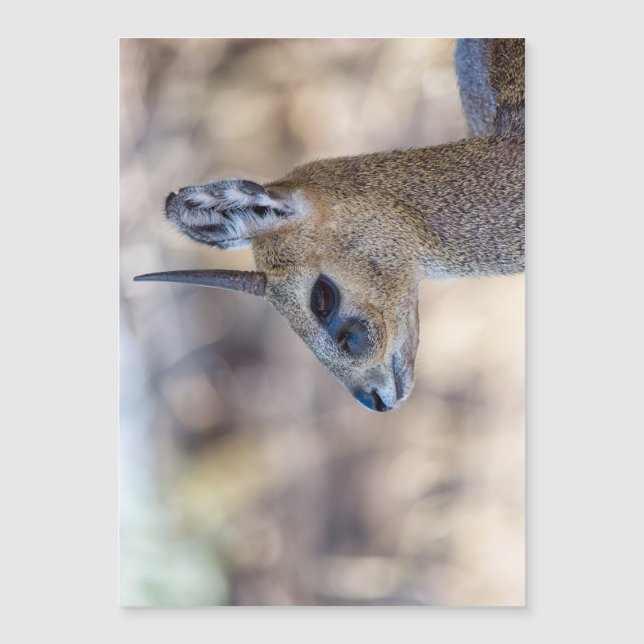 Carte Magnétique Portrait Klipspringer (Devant)