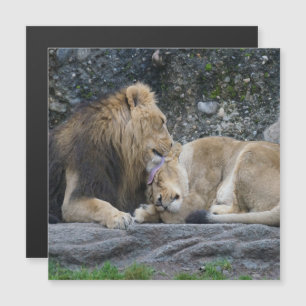 Carte Magnétique Puissant amour Lion