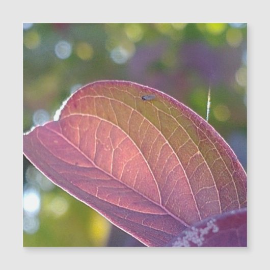 Carte magnétique Red Fall Leaf Et Bokeh (Devant)