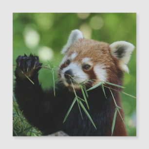 Carte Magnétique RedPanda 002